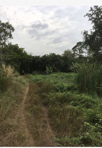 ที่ดินลำลูกกาคลอง13 รูปที่ 3