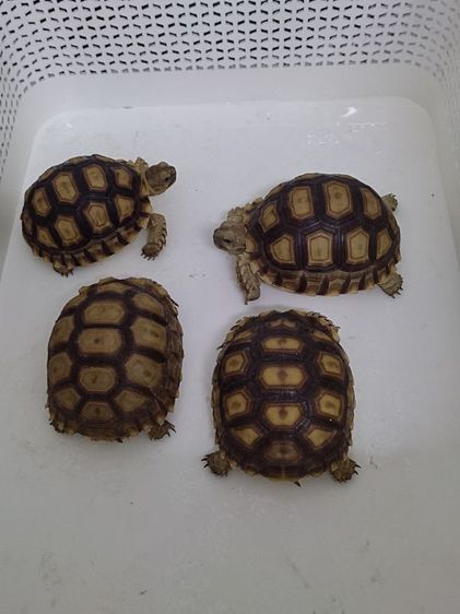 เต่า ซูคาต้า sulcata tortoise  ขนาด 3นิ้วกว่า รูปที่ 4