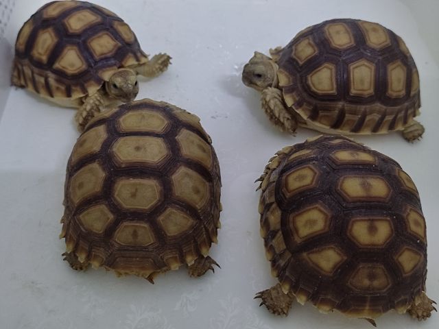 เต่า ซูคาต้า sulcata tortoise  ขนาด 3นิ้วกว่า รูปที่ 2