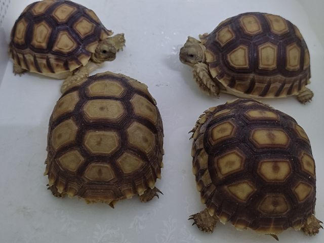 เต่า ซูคาต้า sulcata tortoise  ขนาด 3นิ้วกว่า รูปที่ 3