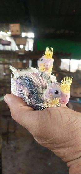 ขายลูกป้อนนกค๊อกคาเทลมุกกั๊กเเก้มเเดง..สนใจโทร 0929135188 รูปที่ 3