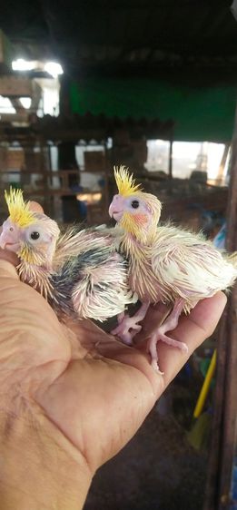 ขายลูกป้อนนกค๊อกคาเทลมุกกั๊กเเก้มเเดง..สนใจโทร 0929135188 รูปที่ 4