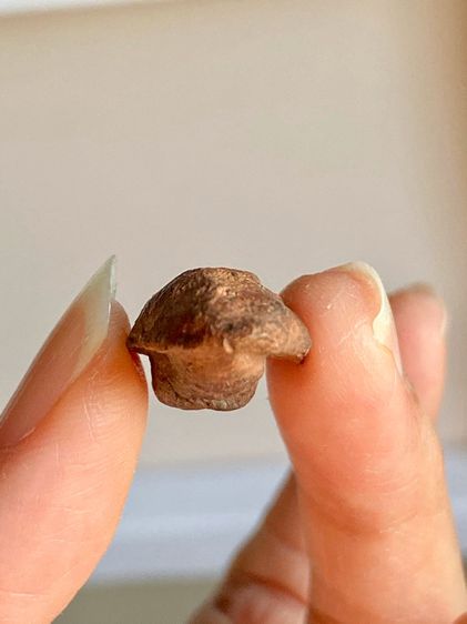 พระถ้ำเสือพิมพ์หน้าตุ๊กตา รูปที่ 8