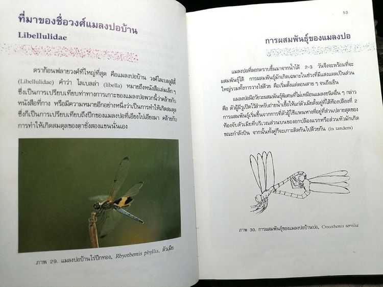 หนังสือ แมลงปอของไทย หนังสือแมลงปอ หนังสือสัตว์ หนังสือธรรมชาติ รูปที่ 5