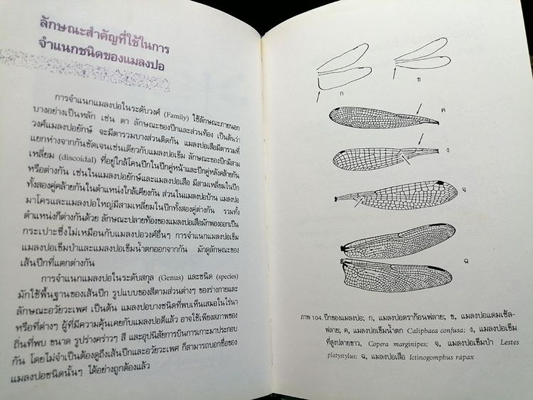 หนังสือ แมลงปอของไทย หนังสือแมลงปอ หนังสือสัตว์ หนังสือธรรมชาติ รูปที่ 6