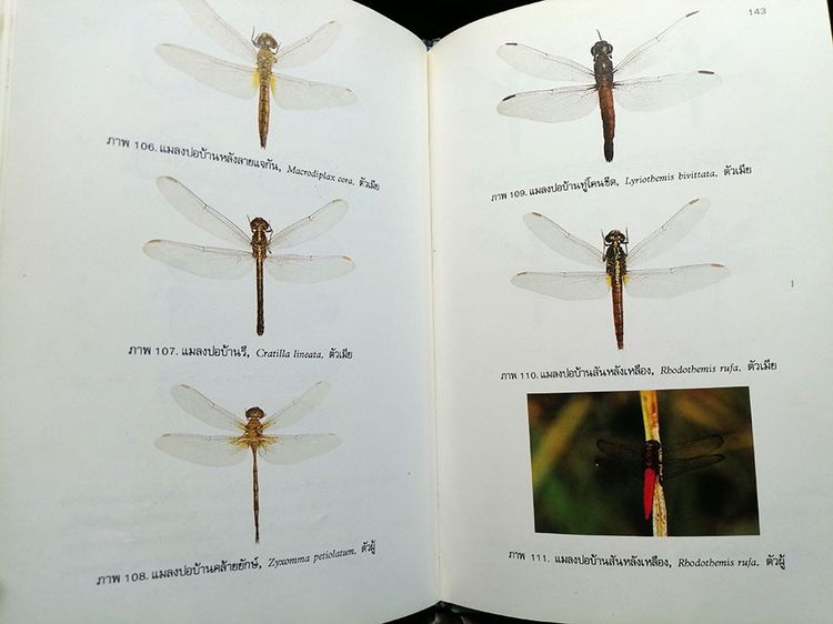 หนังสือ แมลงปอของไทย หนังสือแมลงปอ หนังสือสัตว์ หนังสือธรรมชาติ รูปที่ 7