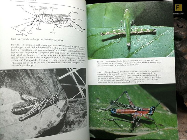 หนังสือ GRASSHOPPERS OF THE WORLD  รวมเรื่องตั๊กแตนทั่วโลก หนังสือตั๊กแตนทั่วโลก หนังสือสัตว์ หนังสือธรรมชาติ รูปที่ 5