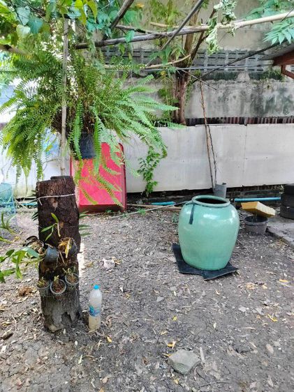 ขายโอ่งโบราณเขียวไข่กาสมบัติประจำตระกูล เพียง 15,900 บาทครับ รูปที่ 16