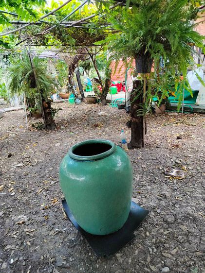 ขายโอ่งโบราณเขียวไข่กาสมบัติประจำตระกูล เพียง 15,900 บาทครับ รูปที่ 6