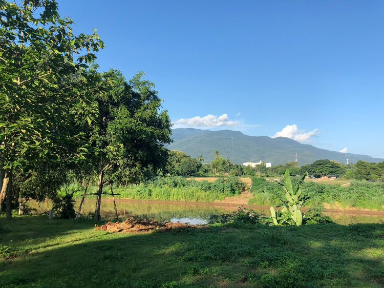 ที่ดินสวยติดเเม่น้ำปิง วิวดอยสุเทพ สันผีเสื้อ เชียงใหม่ รูปที่ 4