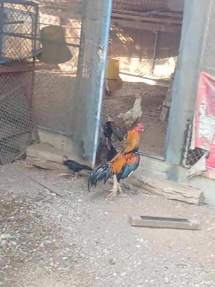 ไก่ดำอินโด ​ไก่หัวเราะ​ ​ไก่เหลืองหางขาว​ ​ไก่​เริ่มต้นตัวละ​600บ. รูปที่ 16