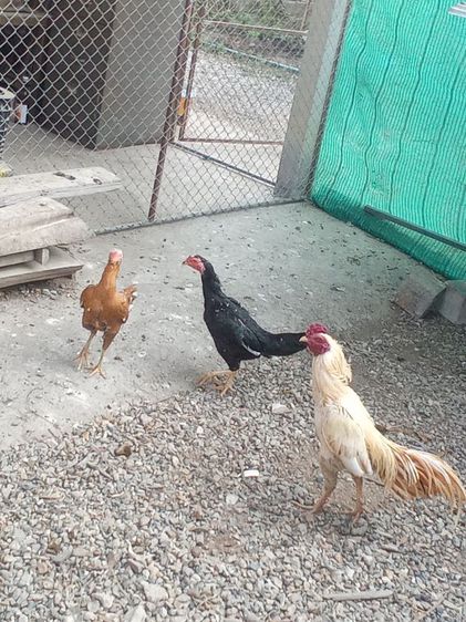 ไก่ดำอินโด ​ไก่หัวเราะ​ ​ไก่เหลืองหางขาว​ ​ไก่​เริ่มต้นตัวละ​600บ. รูปที่ 17