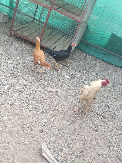 ไก่ดำอินโด ​ไก่หัวเราะ​ ​ไก่เหลืองหางขาว​ ​ไก่​เริ่มต้นตัวละ​600บ. รูปที่ 11