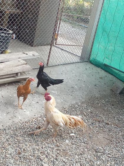 ไก่ดำอินโด ​ไก่หัวเราะ​ ​ไก่เหลืองหางขาว​ ​ไก่​เริ่มต้นตัวละ​600บ. รูปที่ 9