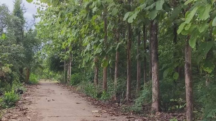 ที่ดิน​โฉนด​พร้อมป่าสัก 3งานเศษถนน​คอนกรีต​เข้าถึง  ครบุรี​โคราช​ เหมาะทำสวนรักสงบวัย​เกษียณ​