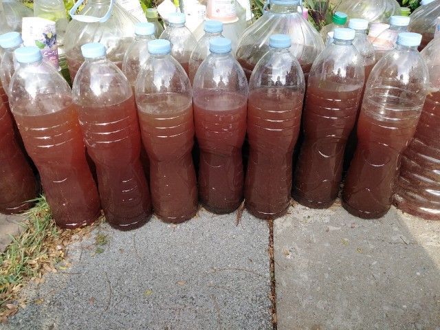 ขาย​ต้นส้ม​จี๊ด​กระถาง​ขนาดใหญ่, จุลินทรีย์​สังเคราะห์​แสง​ รูปที่ 5