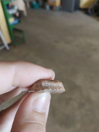 พระเนื้อดิน(พระปางลีลากำแพงทุ่งเศรษฐีเหรียญพระลีลากำแพงเขย่งไม่ทราบเกจิ(240201))พระบ้านพระเครื่องรางของมงคล รูปที่ 18