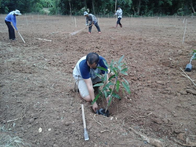 สวนมะม่วงขายถูก รูปที่ 3