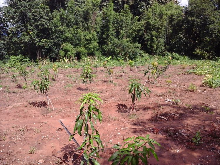 สวนมะม่วงขายถูก