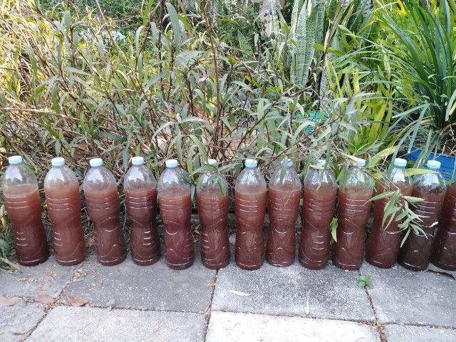 ขาย​ต้นส้ม​จี๊ด​กระถาง​ขนาดใหญ่, จุลินทรีย์​สังเคราะห์​แสง​ รูปที่ 6