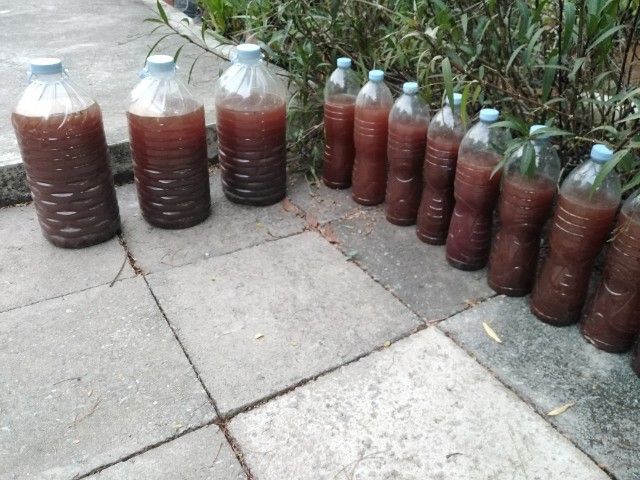 ขาย​ต้นส้ม​จี๊ด​กระถาง​ขนาดใหญ่, จุลินทรีย์​สังเคราะห์​แสง​ รูปที่ 18