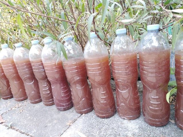 ขาย​ต้นส้ม​จี๊ด​กระถาง​ขนาดใหญ่, จุลินทรีย์​สังเคราะห์​แสง​ รูปที่ 17