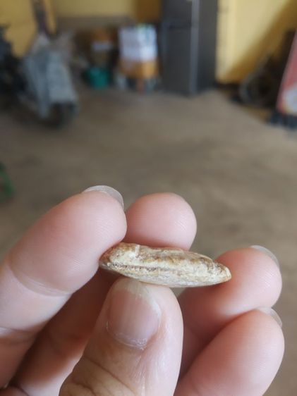 พระเนื้อผง(พระผงขุดสระพระหลวงปู่เผือก(พระเกจิ)(ปัญญาธโร)วัดกิ่งแก้ว(จังหวัดสมุทรปราการ)(130225))พระบ้านพระเครื่องรางของมงคล รูปที่ 13