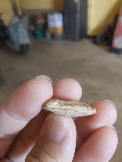 พระเนื้อผง(พระผงขุดสระพระหลวงปู่เผือก(พระเกจิ)(ปัญญาธโร)วัดกิ่งแก้ว(จังหวัดสมุทรปราการ)(130225))พระบ้านพระเครื่องรางของมงคล รูปที่ 12