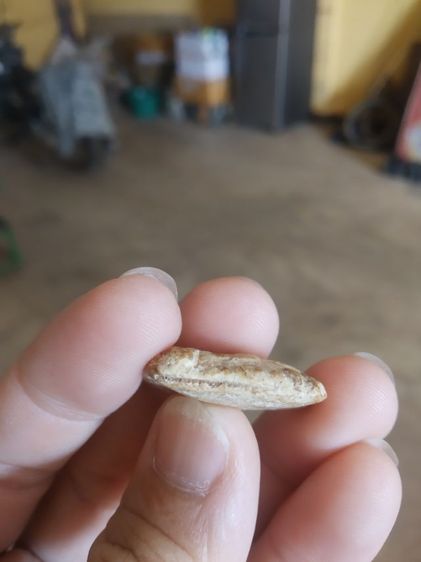 พระเนื้อผง(พระผงขุดสระพระหลวงปู่เผือก(พระเกจิ)(ปัญญาธโร)วัดกิ่งแก้ว(จังหวัดสมุทรปราการ)(130225))พระบ้านพระเครื่องรางของมงคล รูปที่ 15