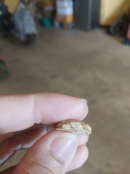 พระเนื้อผง(พระผงขุดสระพระหลวงปู่เผือก(พระเกจิ)(ปัญญาธโร)วัดกิ่งแก้ว(จังหวัดสมุทรปราการ)(130225))พระบ้านพระเครื่องรางของมงคล รูปที่ 17