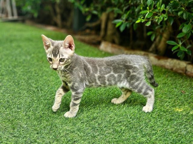 เบงกอล (Bengal House Cat) ลูกแมวเบงกอล สีบลู