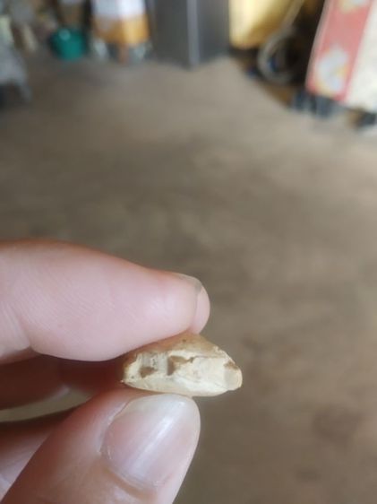 พระเนื้อผงผสมว่านพิมพ์เล็ก(พระรูปเหมือนพระพญาเต่าเรือน(ไม่ทราบเกจิที่สร้าง)(ไม่ทราบอายุและรุ่น)(มงคลเมตตาค้าขาย))พระบ้านพระเครื่องรางของมงคล รูปที่ 18