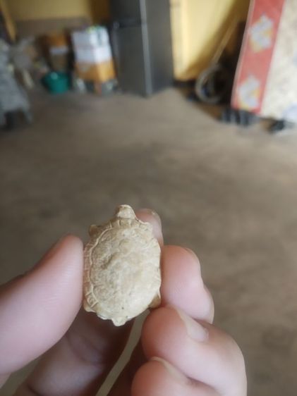 พระเนื้อผงผสมว่านพิมพ์เล็ก(พระรูปเหมือนพระพญาเต่าเรือน(ไม่ทราบเกจิที่สร้าง)(ไม่ทราบอายุและรุ่น)(มงคลเมตตาค้าขาย))พระบ้านพระเครื่องรางของมงคล รูปที่ 4