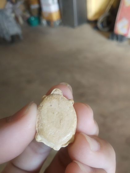 พระเนื้อผงผสมว่านพิมพ์เล็ก(พระรูปเหมือนพระพญาเต่าเรือน(ไม่ทราบเกจิที่สร้าง)(ไม่ทราบอายุและรุ่น)(มงคลเมตตาค้าขาย))พระบ้านพระเครื่องรางของมงคล รูปที่ 5