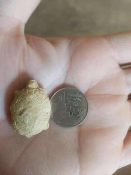 พระเนื้อผงผสมว่านพิมพ์เล็ก(พระรูปเหมือนพระพญาเต่าเรือน(ไม่ทราบเกจิที่สร้าง)(ไม่ทราบอายุและรุ่น)(มงคลเมตตาค้าขาย))พระบ้านพระเครื่องรางของมงคล รูปที่ 9