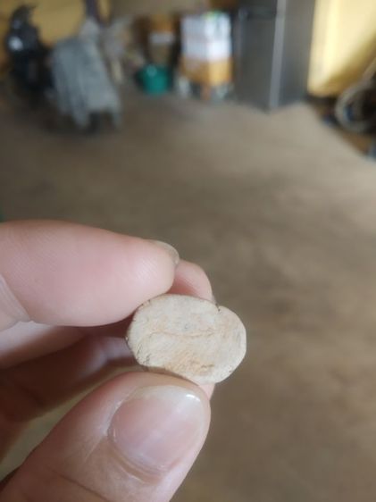 พระเนื้อผงผสมดินและว่าน(พระเครื่องพิมพ์พระพุทธเนื้อสีขาวไม่ทราบเกจิที่สร้าง)พระบ้านพระเครื่องรางของมงคล รูปที่ 13