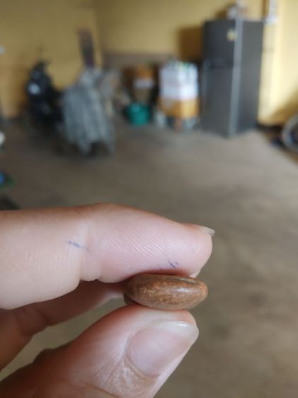 พระเนื้อดิน(พระปางลีลากำแพงเม็ดขนุนหรือพระปางลีลากำแพงเขย่ง(ไม่ทราบพระเกจิที่สร้าง)(290273))พระบ้านพระเครื่องรางของมงคล รูปที่ 17