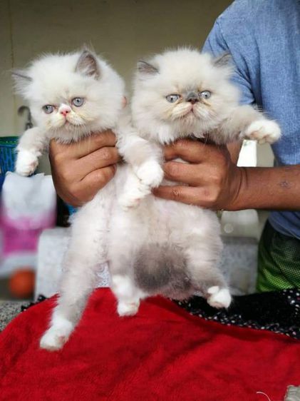 เปอร์เซีย (Persian) รับซื้อแมวเหมาคลอกราคาไม่เกินตัวละ2000