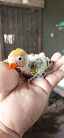 ขายนกเลิฟเบิร์ดสีขาวเหลืองพาย..สนใจโทร 0929135188 รูปที่ 2