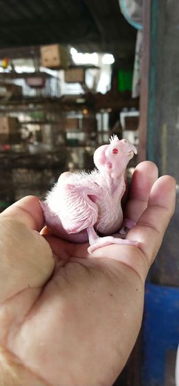 ขายลูกป้อนนกค๊อกคาเทลอัลปิโน่..สีขาวตาเเดง..สนใจโทร 0929135188 รูปที่ 2