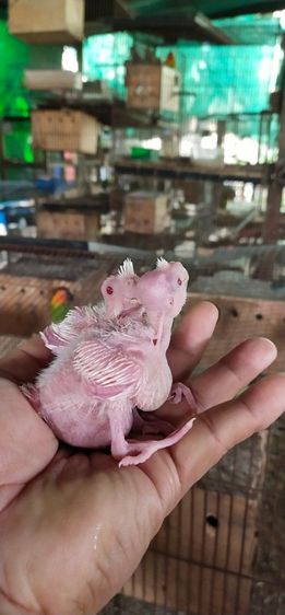 ขายลูกป้อนนกค๊อกคาเทลอัลปิโน่..สีขาวตาเเดง..สนใจโทร 0929135188 รูปที่ 3