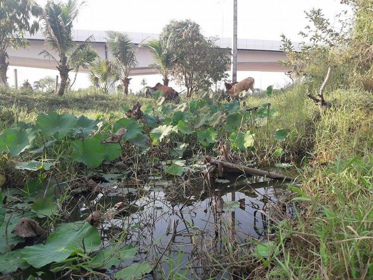 ต้องการขายที่ดิน ติดถนนบายพาสสายฉ.นครราชสีมา รูปที่ 2