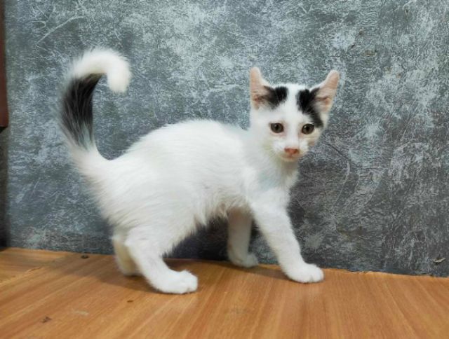 อเมริกัน เคิร์ล (American Curl) แมวหูพลิกขาขาวเพศเมีย