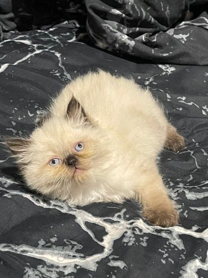 เปอร์เซีย (Persian) น้องแมวหิมาลยัน