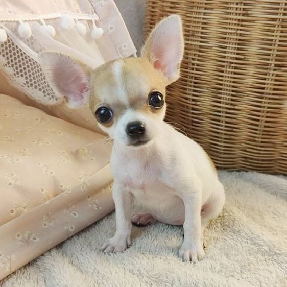 ชิวาวา (Chihuahua) เล็ก 🦋Miss.Pretty ชิลชิล