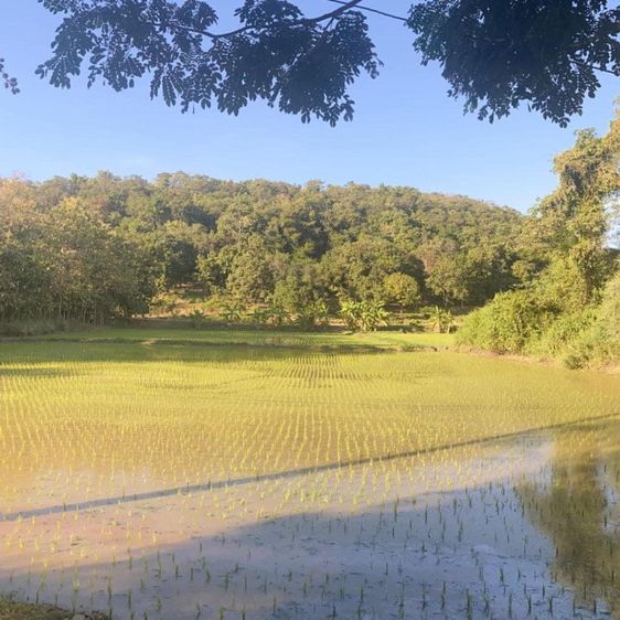 ที่ดินเปล่า รูปที่ 3