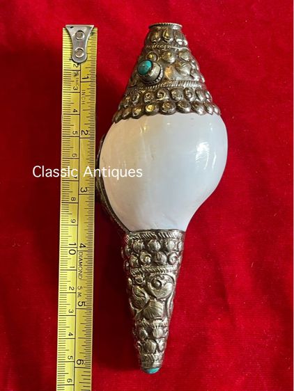 หอยสังข์สะสม B1 รูปที่ 4