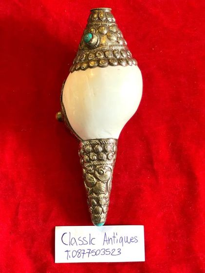 หอยสังข์สะสม B1