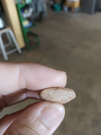 พระเนื้อดิน(พระพิมพ์พระนางพญาหลังเรียบ(ไม่ทราบเกจิที่สร้าง110304))พระบ้านพระเครื่องรางของมงคล รูปที่ 16