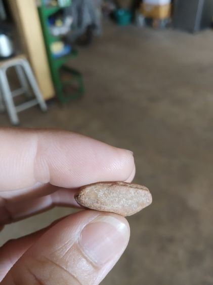 พระเนื้อดิน(พระพิมพ์พระนางพญาหลังเรียบ(ไม่ทราบเกจิที่สร้าง110304))พระบ้านพระเครื่องรางของมงคล รูปที่ 17